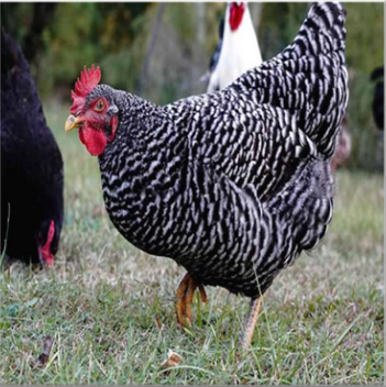 <ul><li><p>Massachusetts, USA</p></li><li><p>Feathers grow fast with bars of white and black running crosswise giving the bird a gray appearance. </p></li><li><p><strong>Egg laying chicken </strong></p></li><li><p><strong>200 Brown shelled Eggs per year</strong>| 58 grams 3.9 Kg both Rooster and Hen</p></li></ul><p></p>
