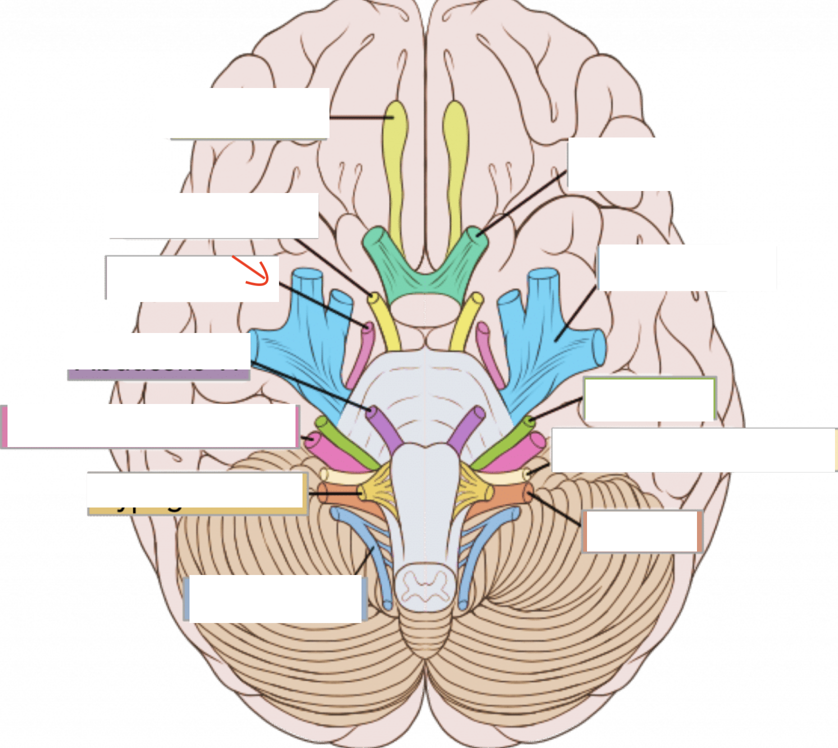 I: eye muscle 