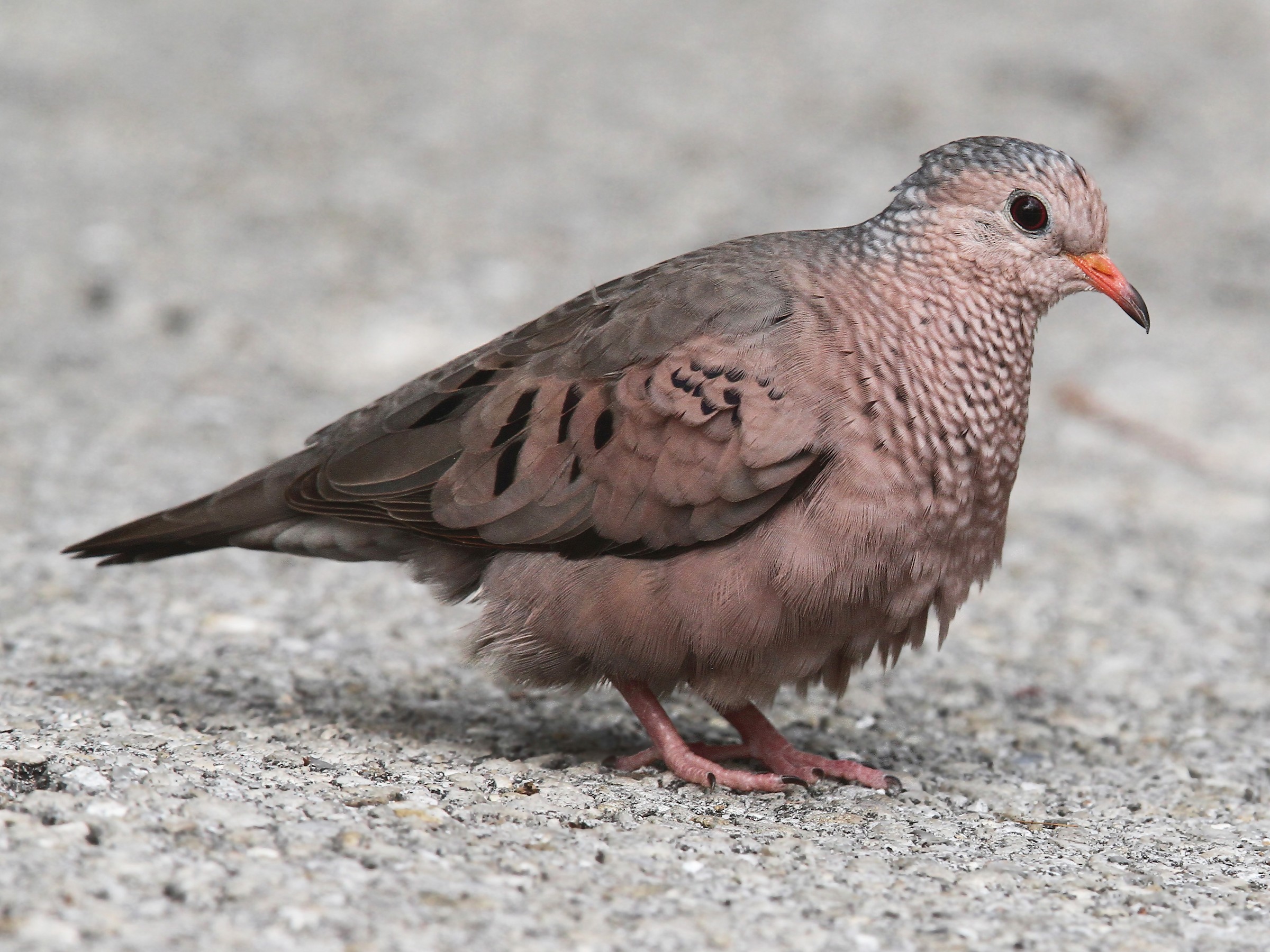 <p>Common Ground Dove</p>