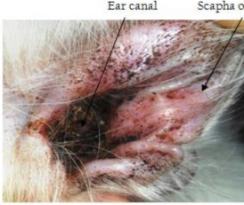 <p><span>Otodectes cynotis (Ear Mite)</span></p>