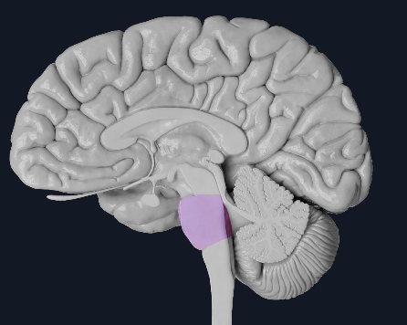 <p>middle structure of brainstem, mediates motor information on an unconcious level</p>