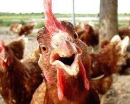 <p>Chicken </p>