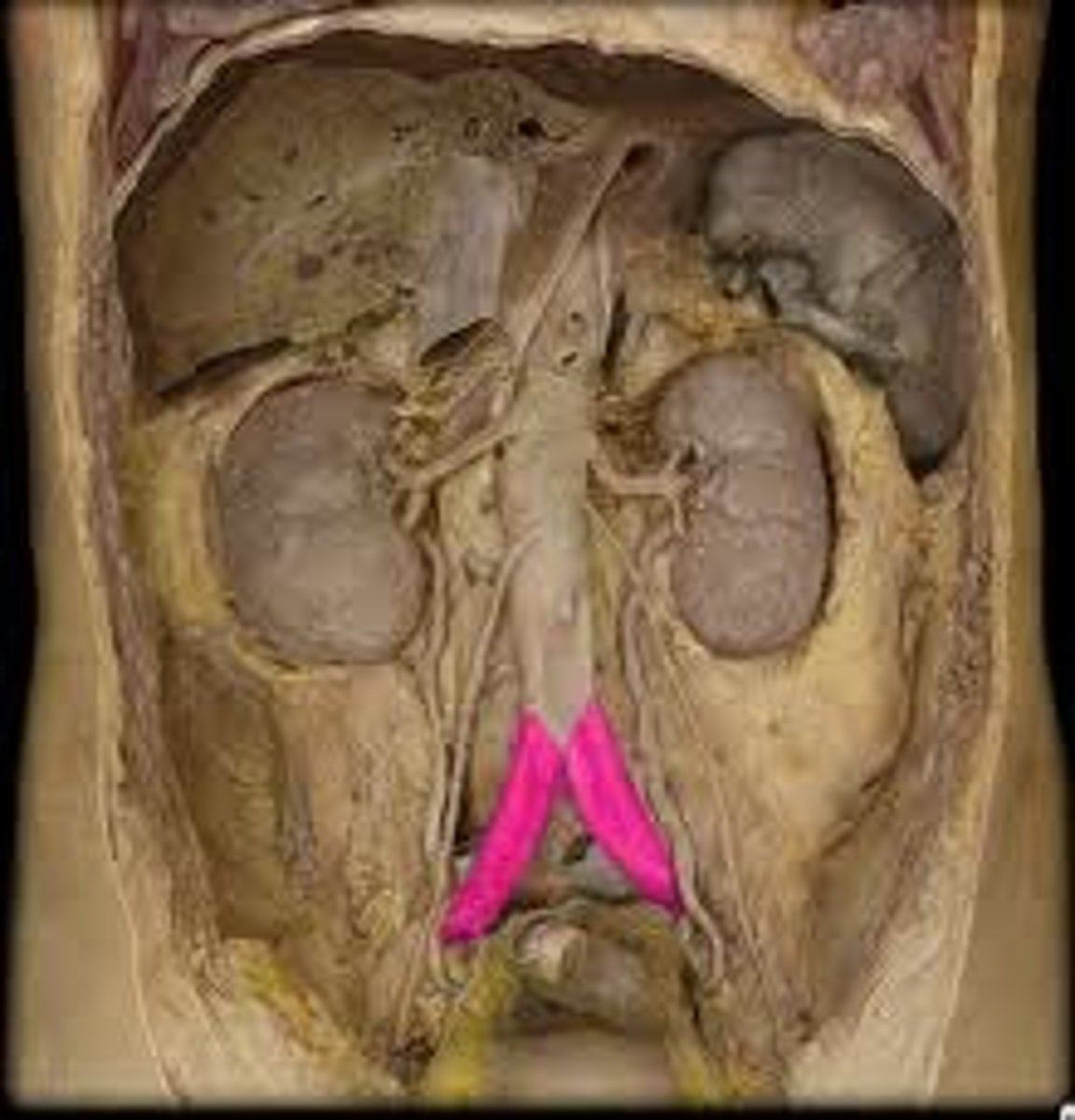 <p>artery</p>