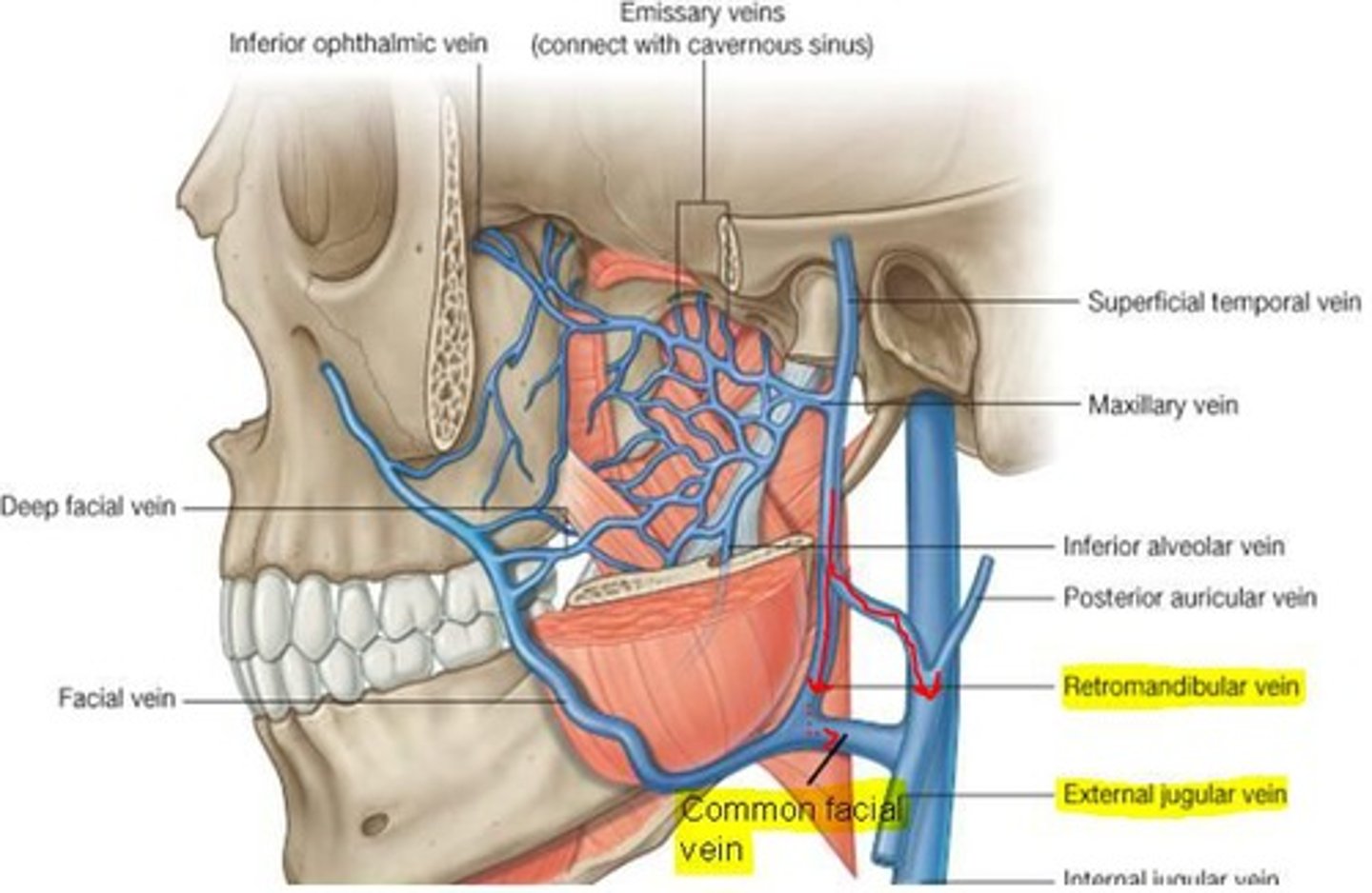 <p>facial vein and this vessel joins with the retromandibular vein and they both drain into internal jugular vein in neck</p>