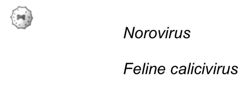 <p>-Icosahedral capsid</p><p>-30-40nm</p><p>-No envelope&nbsp;</p><p></p><p>Cause:</p><p>-Winter vomiting disease (norovirus)</p><p>-Respiratory disease (feline calicivirus)</p>