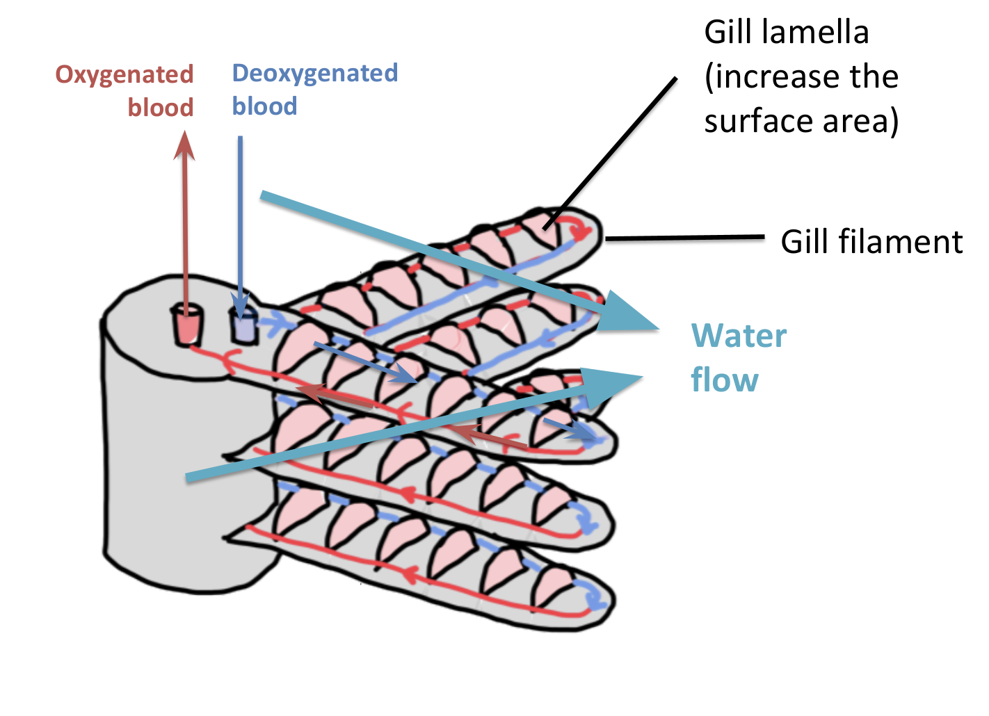 knowt flashcard image