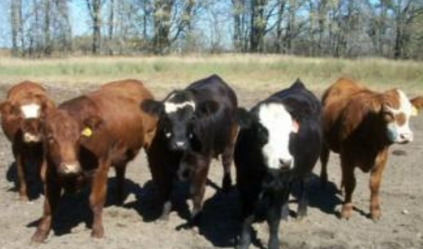 <p>Simmental</p><p></p><p><strong>Origin</strong>: Switzerland</p><p><strong>Color</strong>: Red ± White patches (black also possible)</p><p><strong>Horns</strong>: Horned or Polled</p><p><strong>Size</strong>: Large</p><p><strong>Traits</strong>: Adaptable to a range of conditions, Rapid weight gain</p>