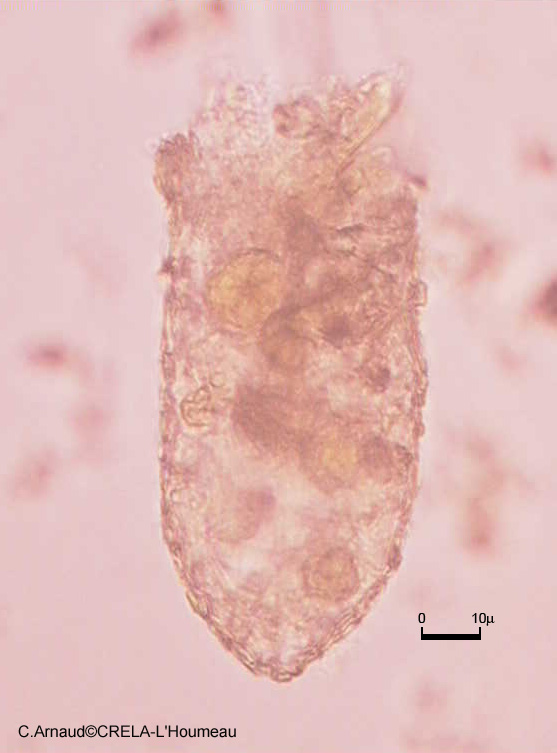 term image
