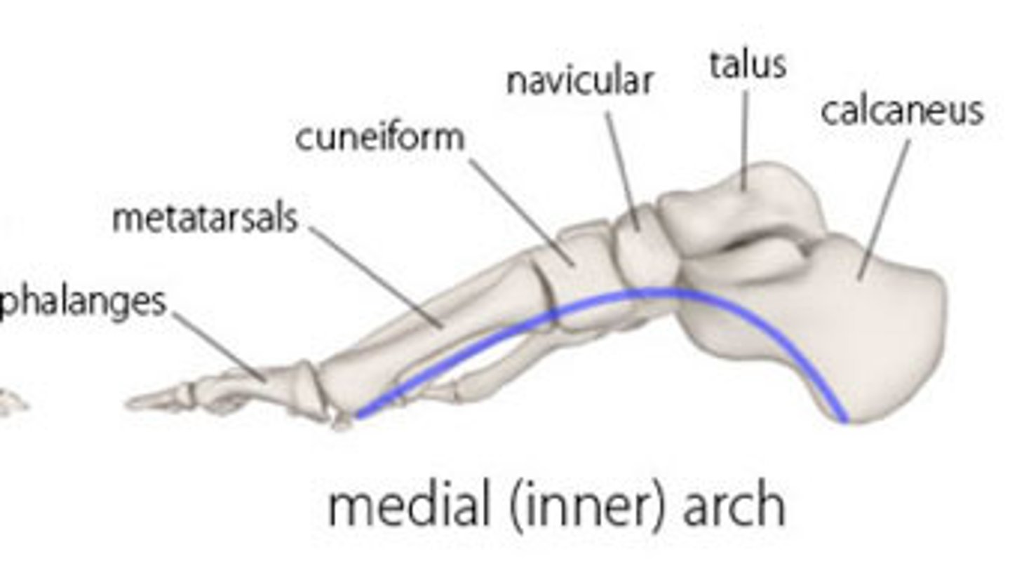 <p>Instep</p>