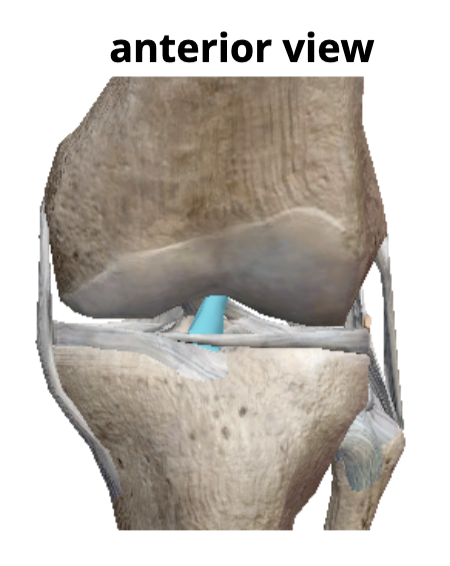 <p>Name the ligament</p>