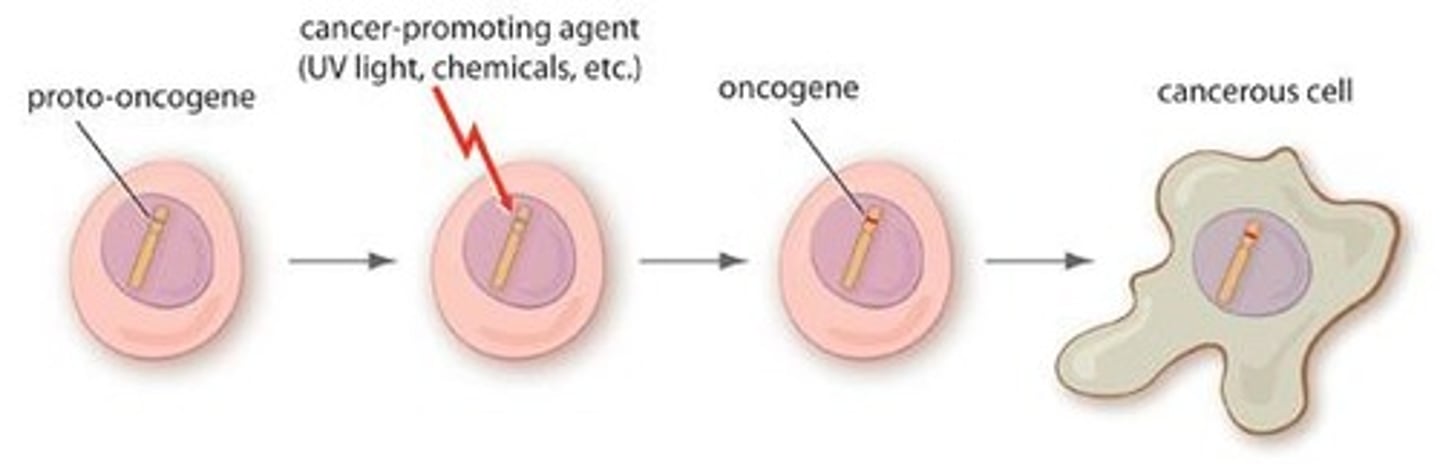 <p>An oncogene is a gain-of-function version of a proto-oncogene that drives constitutive proliferative signaling.</p>