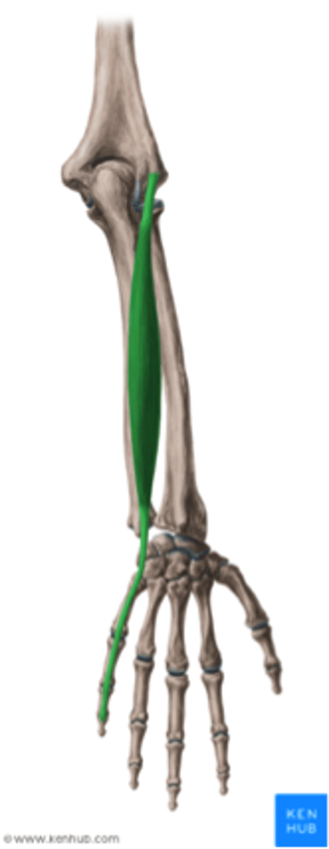 <p>Welke spier is dit?</p>