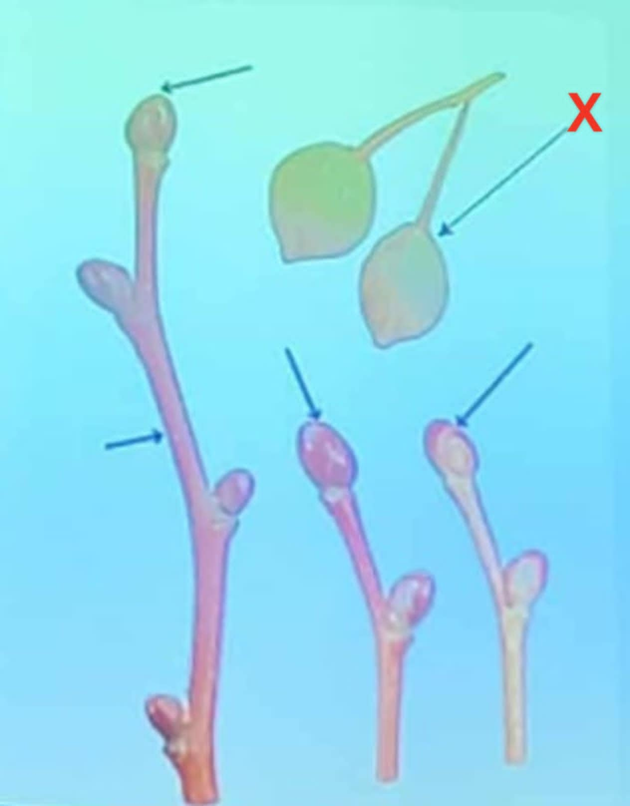 term image