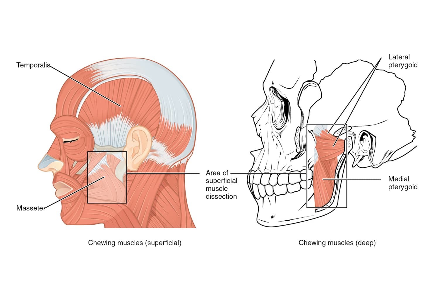 <p>masseter</p><p>temporalis</p><p>medial pterygoid</p><p>lateral pterygoid</p>
