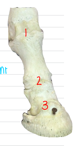 another name for the distal interphalangeal joint (3)?