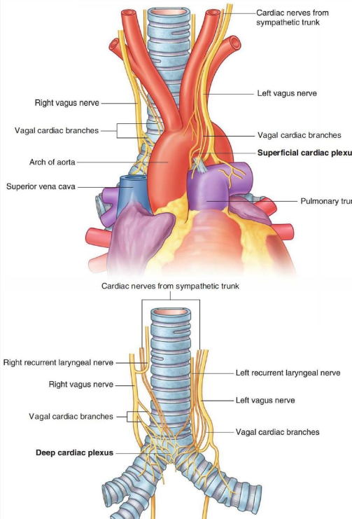 <ul><li><p>sympathetic and parasympathetic nerves which form cardiac plexus (superficial and deep cardiac plexus)</p></li></ul><p></p>