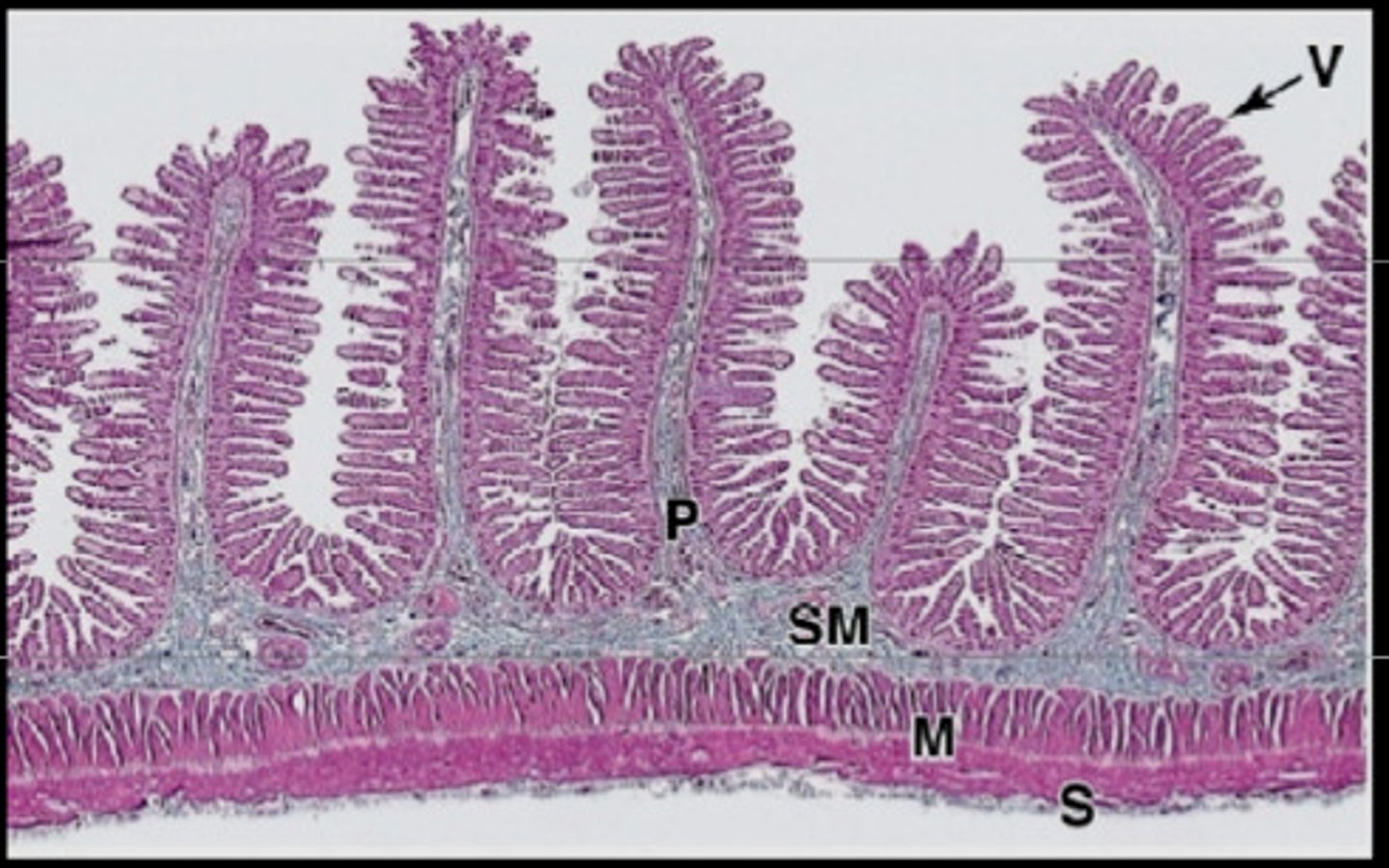 <p>Fingerlike extensions of the intestinal mucosa that increase the surface area for absorption</p>