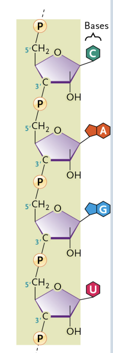 <p>Exist mainly as single polynucleotide chains (singlestranded) → however, these molecules can fold back on themselves to form double-helical regions</p><p> </p><p>The uracil (U) base takes the place of thymine (T), forming A–U base pairs</p>