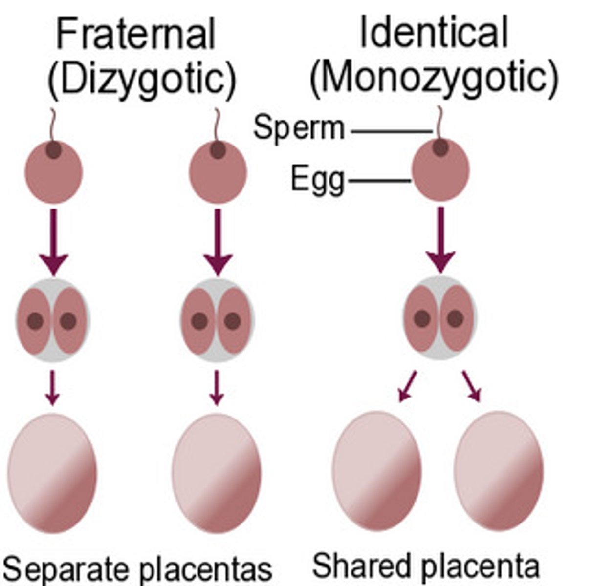 <p>identical twins</p>