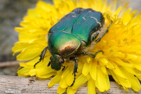 <p>Species of insect.</p>