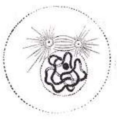 The cell in figure 9-5 is undergoing mitosis. Which stage of mitosis will follow this one?