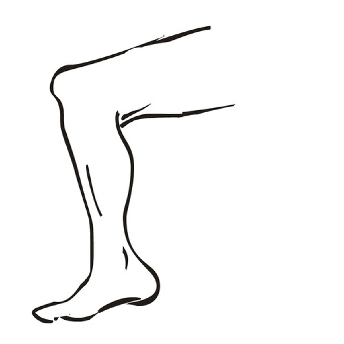 <p>the leg</p>