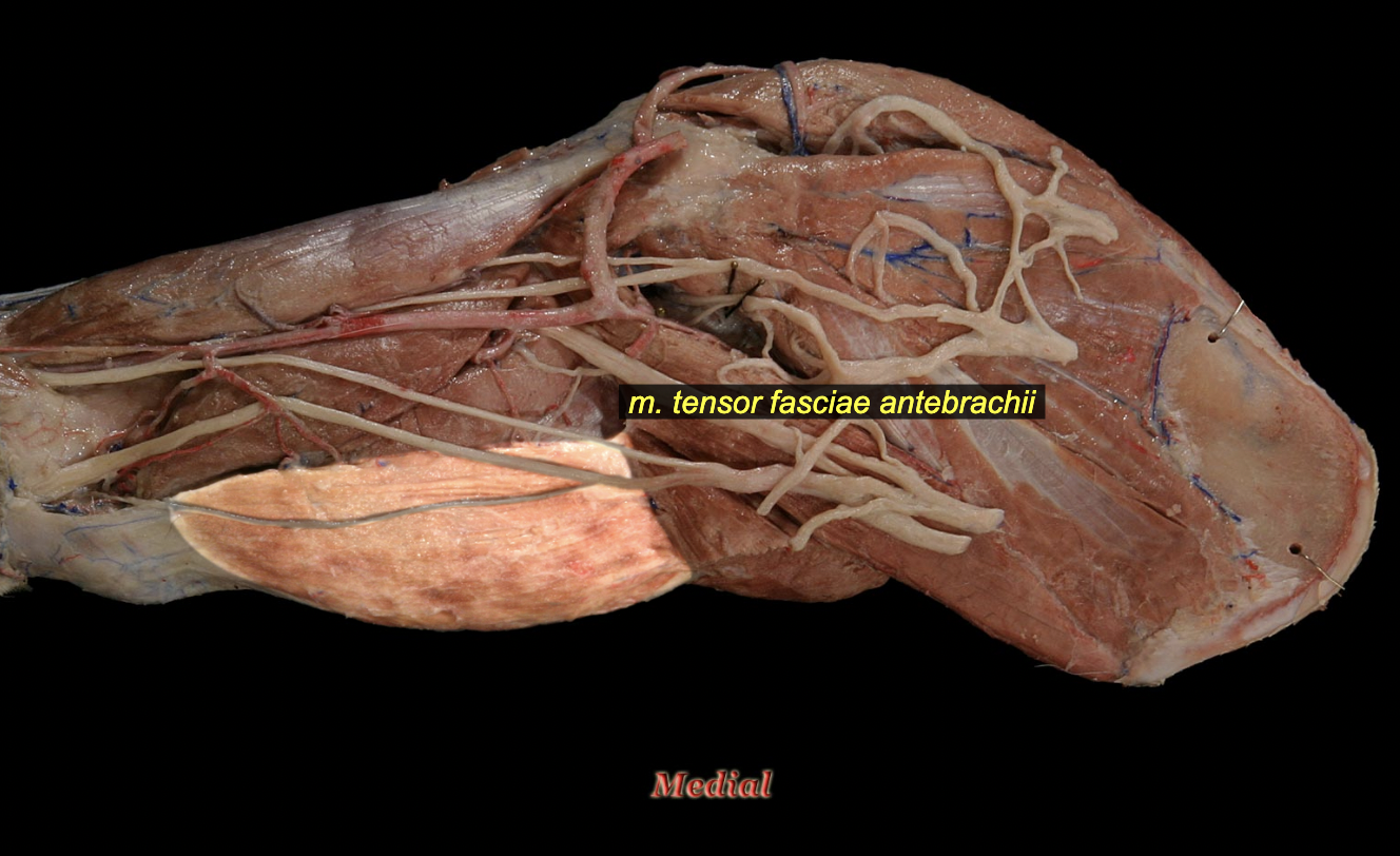 <p><span>Tensor fascia antebrachii m.</span></p>