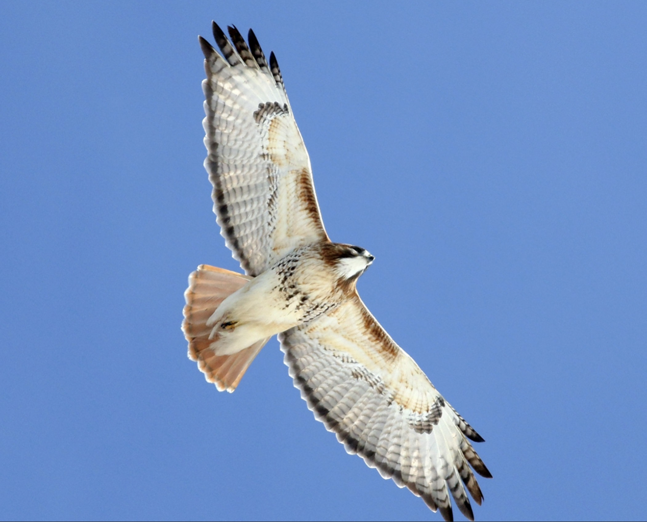 <p>Red-Tailed Hawk </p><p>(red/brown tail, white/cream belly with black marks, brown and gray wings)</p>