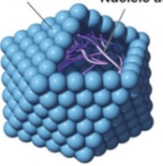 <p>Polyhedral viruses</p>