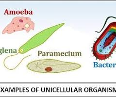 <p>Unicellular</p>