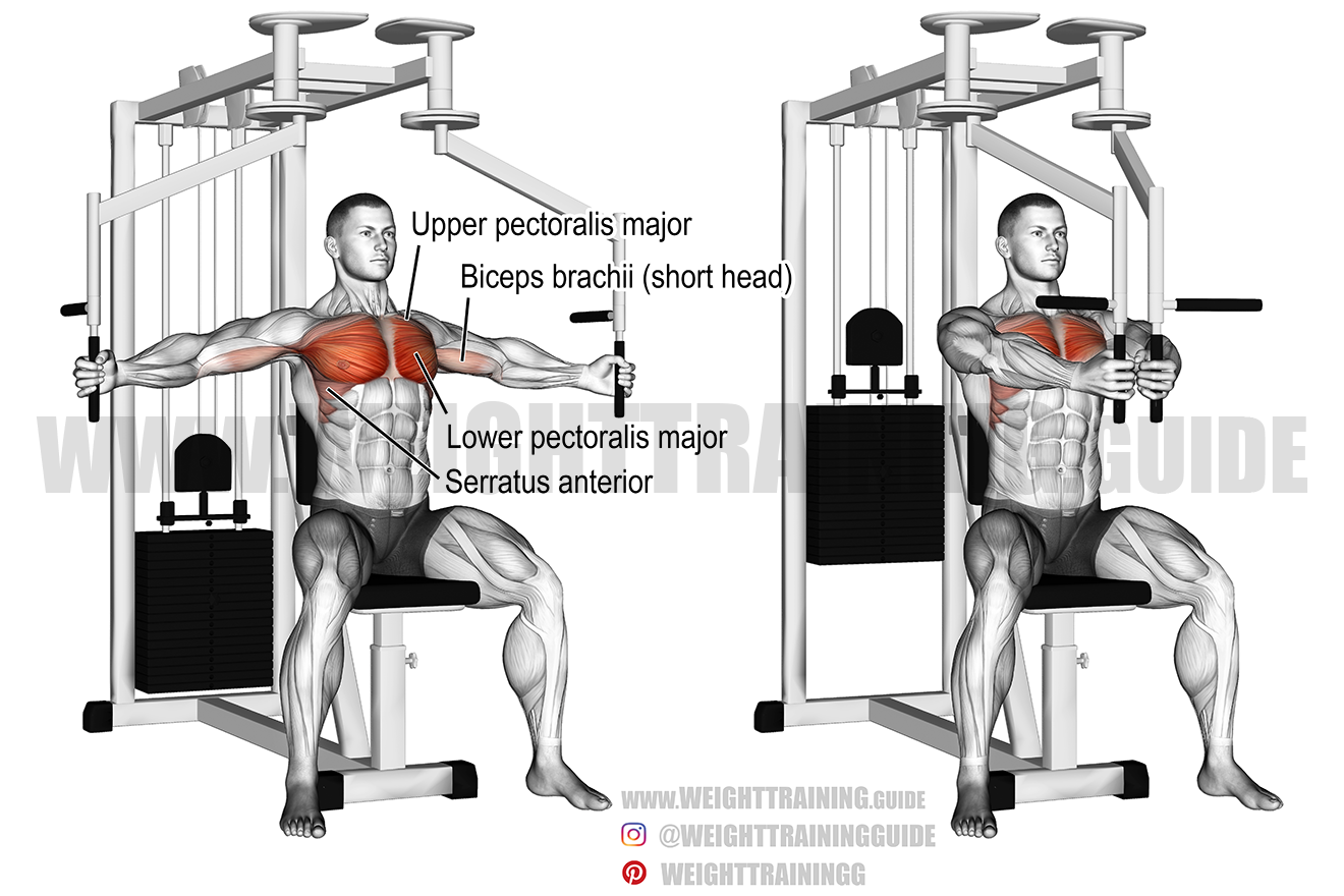 <ul><li><p>Pectoralis Major</p></li><li><p>Anterior Deltoid</p></li></ul><p></p>