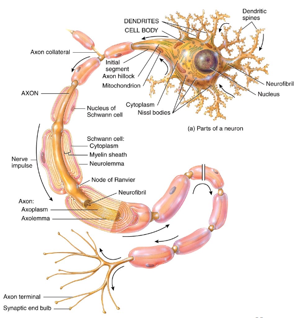 <p>multiple short and branches procesess off the cell body that receives input from neighboring neurons via <strong>neurual synapse</strong></p>