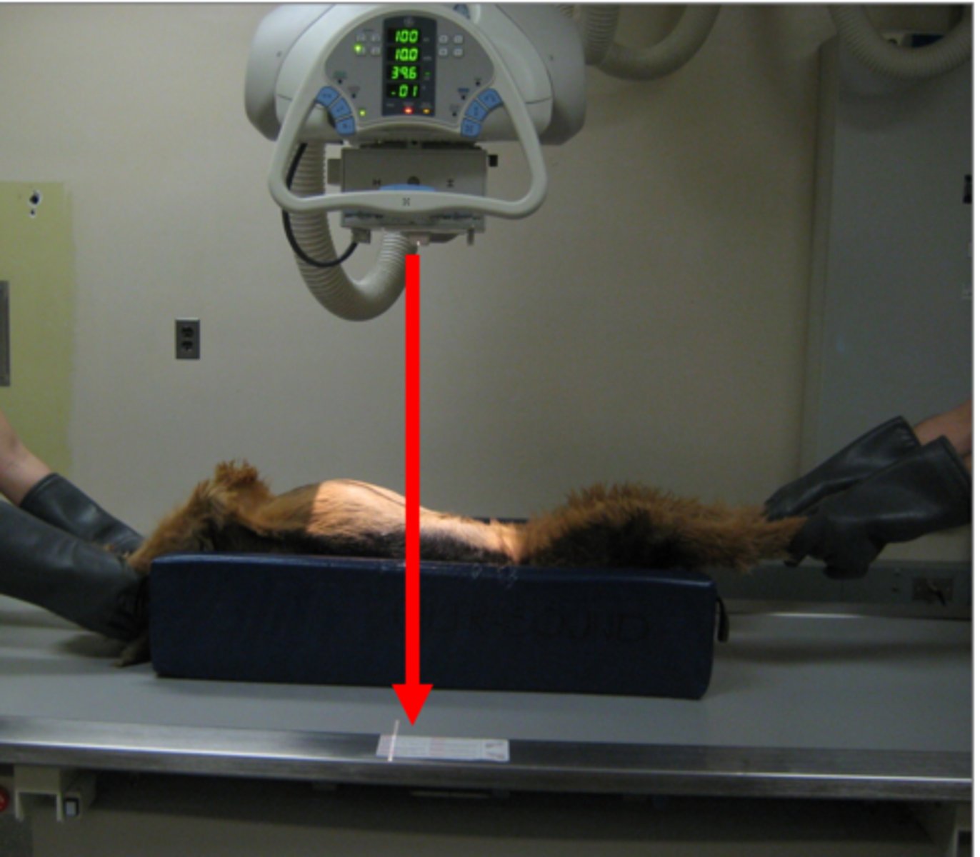 <p>Identify the type of radiograph taken?</p>