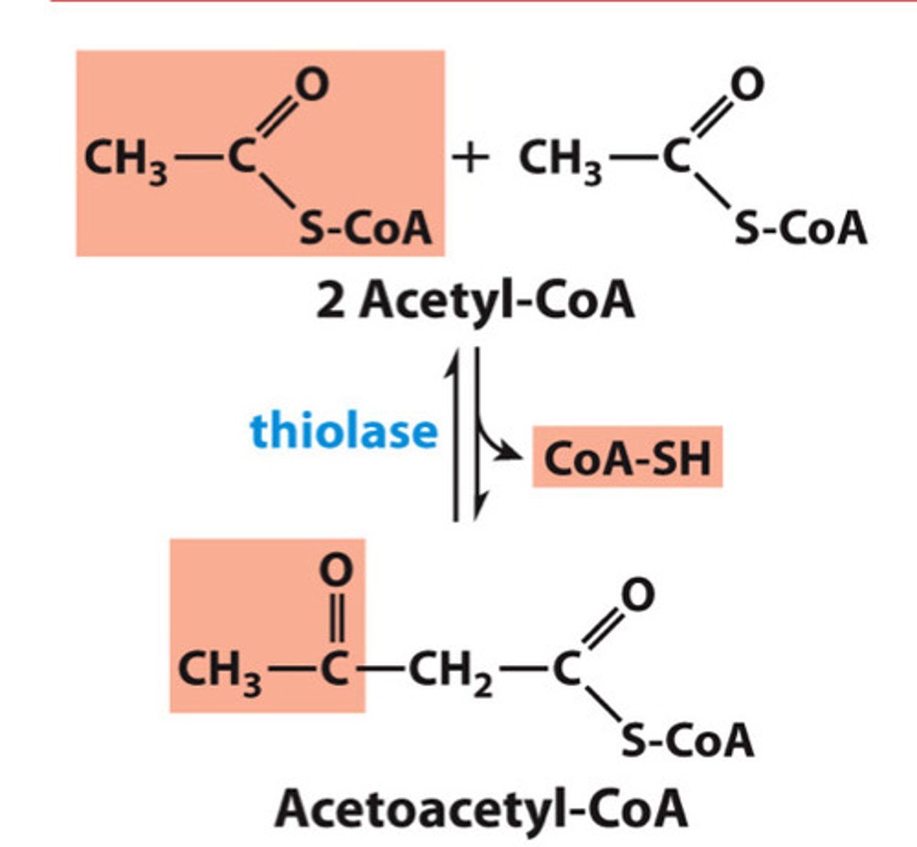 <p>- thiolase<br>- -&gt;CoA-SH</p>