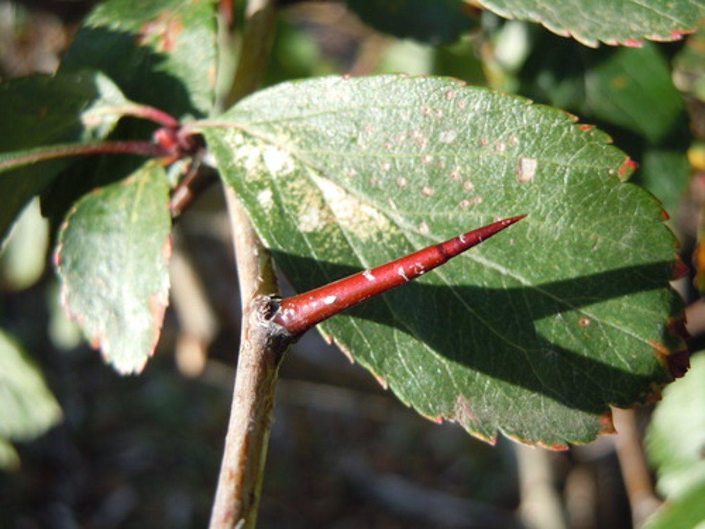 <p>Rosaceae Crataegus</p>