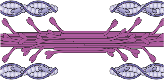 <ul><li><p><strong>Myosin</strong> is assembled into <strong>thick filaments</strong> → S2 region of the molecule is flexible &amp; tail region is stiff</p></li><li><p><strong>Actin-binding sites are located on globular myosin heads</strong>, which also contain light chains with ATPase activity</p></li><li><p><strong>Thin (actin) filaments </strong>are formed from G-actin monomers into helical F-actin strands → associated with troponin-tropomyosin complex to form the functional actin filament</p></li></ul><img src="https://knowt-user-attachments.s3.amazonaws.com/b1a012ba-dc25-42eb-92d5-5684ee7b4cae.png" data-width="75%" data-align="center" alt=""><p></p>