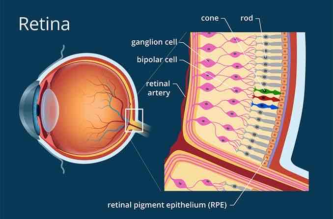 <p>What happens in the <strong>Retina</strong>? </p>