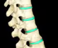 cartilaginous joint that permits some movement

