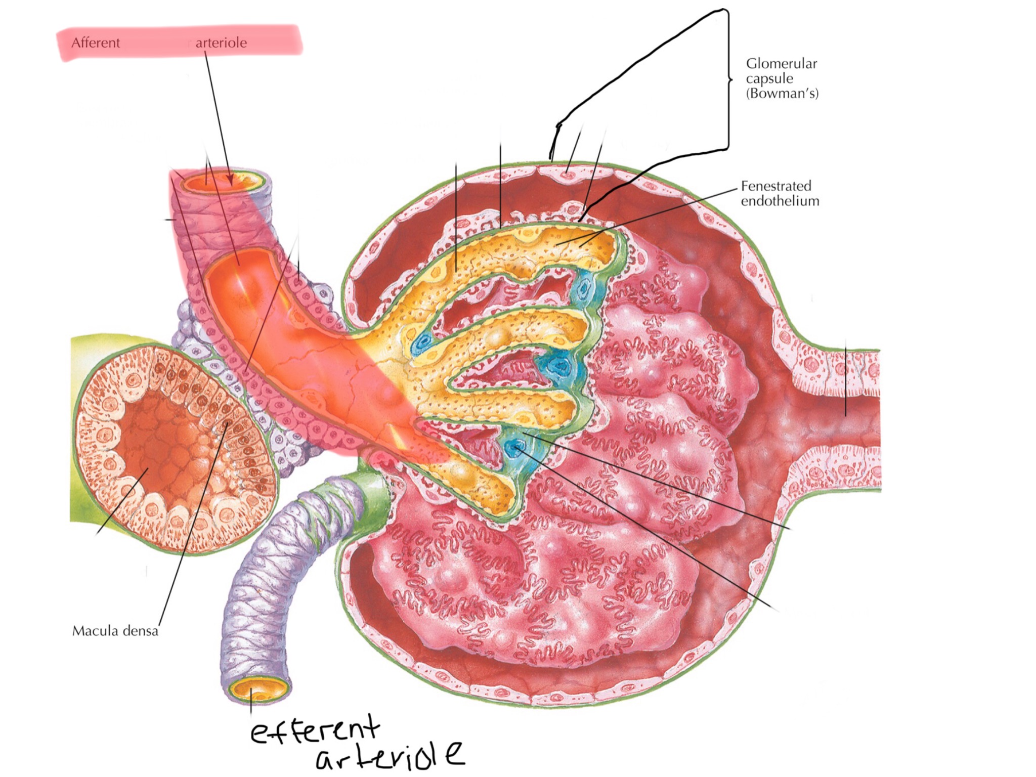 knowt flashcard image