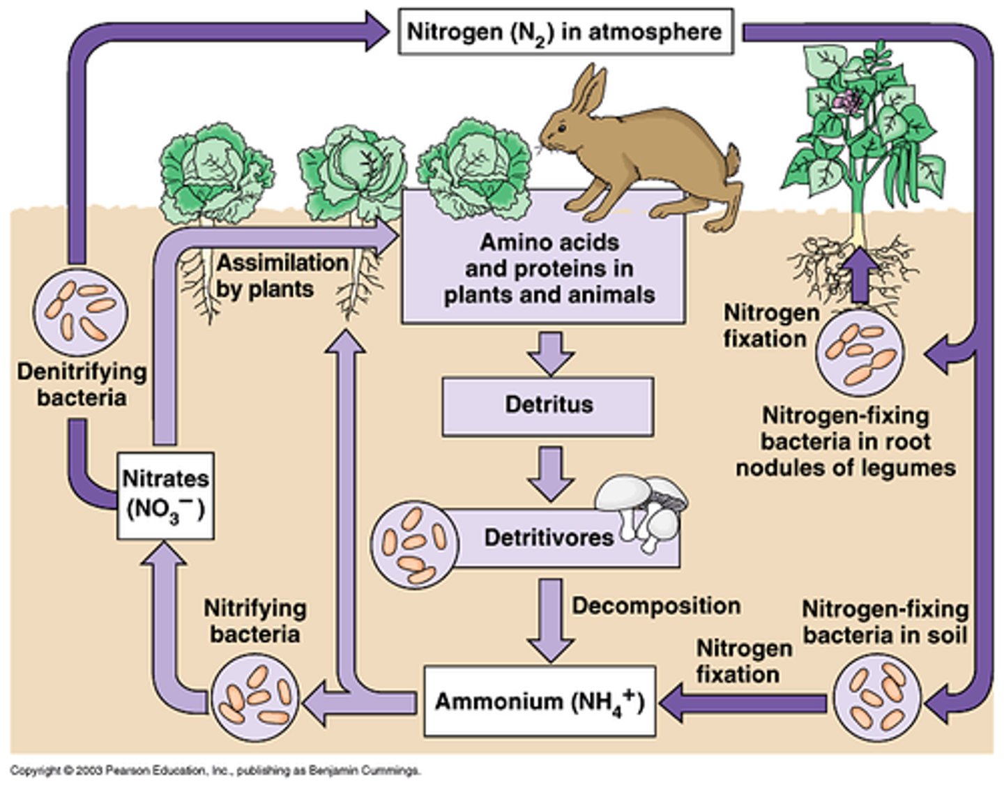 <p>78% of the atmosphere is made of nitrogen gas.</p><p>Plants and animals cannot get the nitrogen they need in this form.</p>