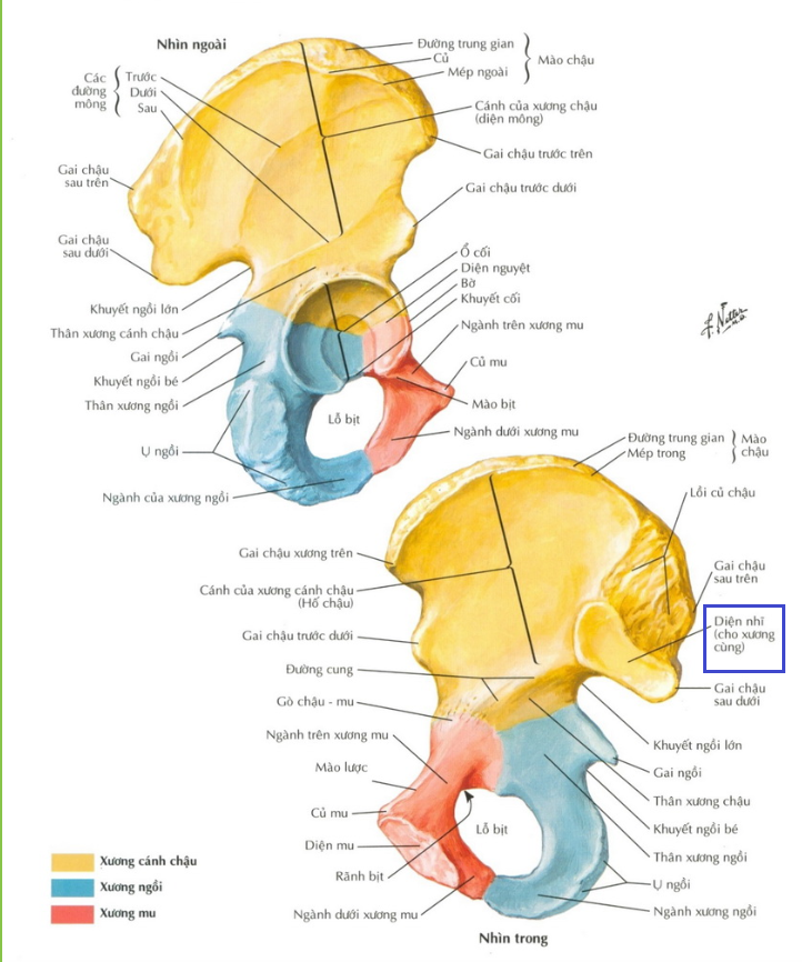 <p>Cấu trúc nào nằm ở bờ sau, mặt trong xương chậu và khớp với xương cùng?<br>A. Diện nhĩ (diện khớp vành tai)<br>B. Hố chậu<br>C. Gai chậu trước trên<br>D. Khuyết ngồi lớn</p>