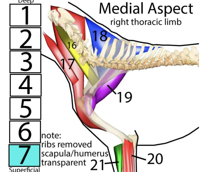 <p><span style="font-size: medium;"><span>Muscles of the r</span><u><span>ight thoracic limb</span></u><span>, </span><strong><em><span>medial </span></em></strong><span>aspect → </span><strong><span>#20</span></strong></span></p>