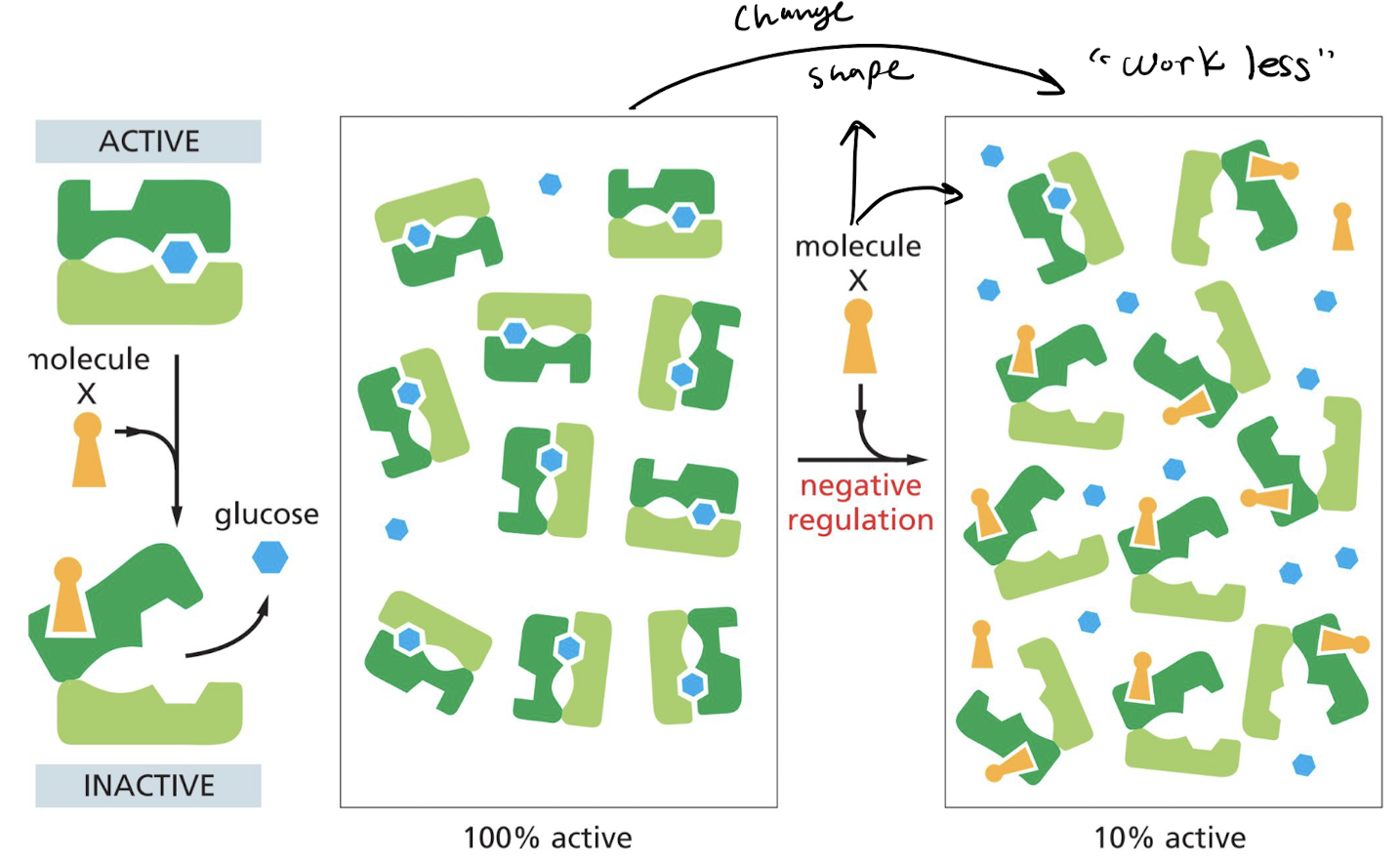 Binding of regulatory molecule **decreases** the affinity of the protein to the substrate.