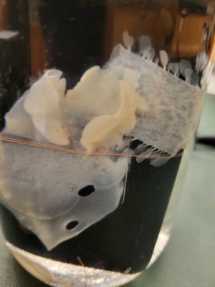 <p>Identify taxonomy</p>