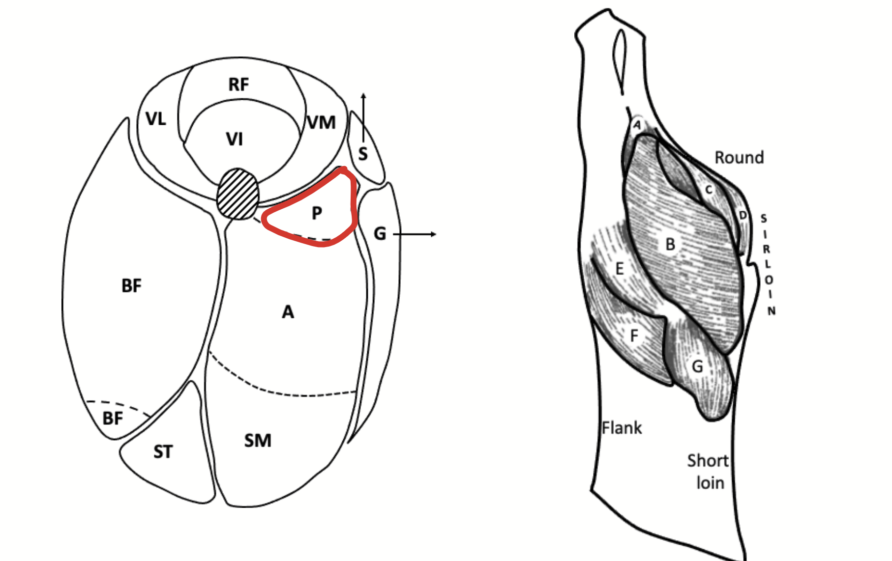 <p>Muscle located in the medial part of the hindlimb, near to the femur. Anterior to the adductor.</p>