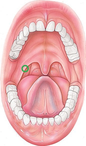 pulls velum down and forward