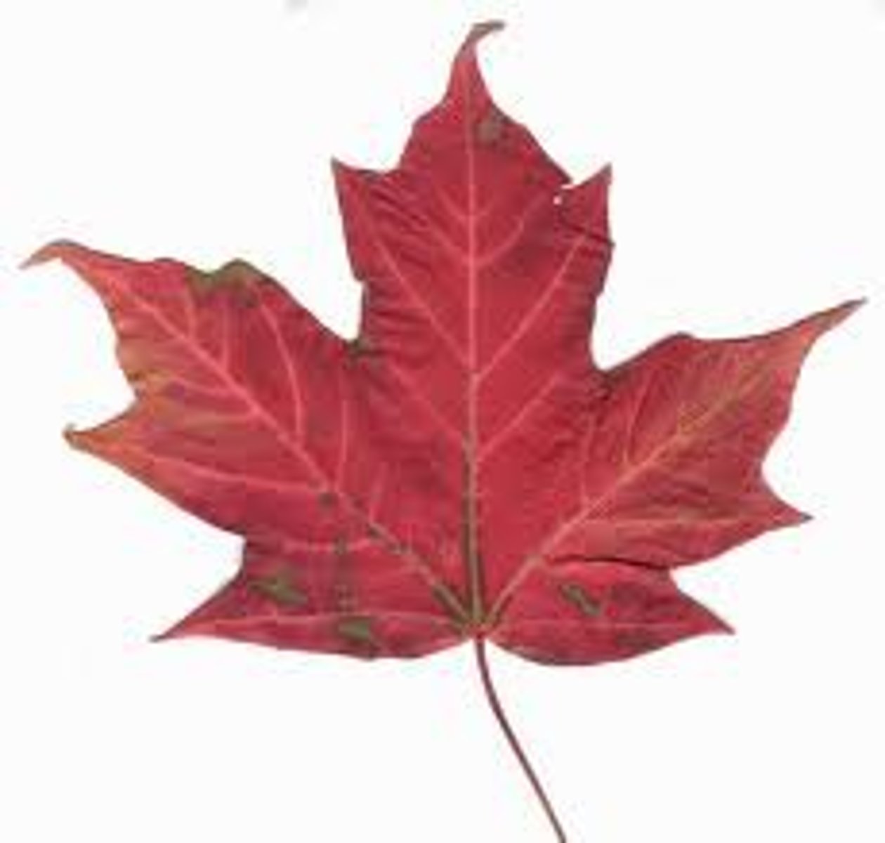 <p>a maple leaf</p>