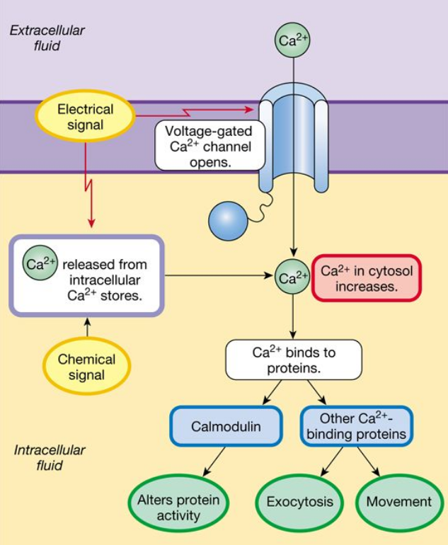 <ul><li><p>Can enter the cell through a wide variety of channels, mostly stored in endoplasmic reticulum (ER)</p></li><li><p>Can also be released from intracellular compartments by second messengers</p></li><li><p><strong>Functions</strong>:</p><ul><li><p>Alter enzyme/transporter activity, channel gating</p></li><li><p>Movement of contractile proteins (cytoskeleton)</p></li><li><p>Trigger exocytosis of secretory vesicle</p></li><li><p>Initiate development of embryo when egg is fertilized</p></li><li><p>Muscle contraction</p></li></ul></li></ul><p></p>
