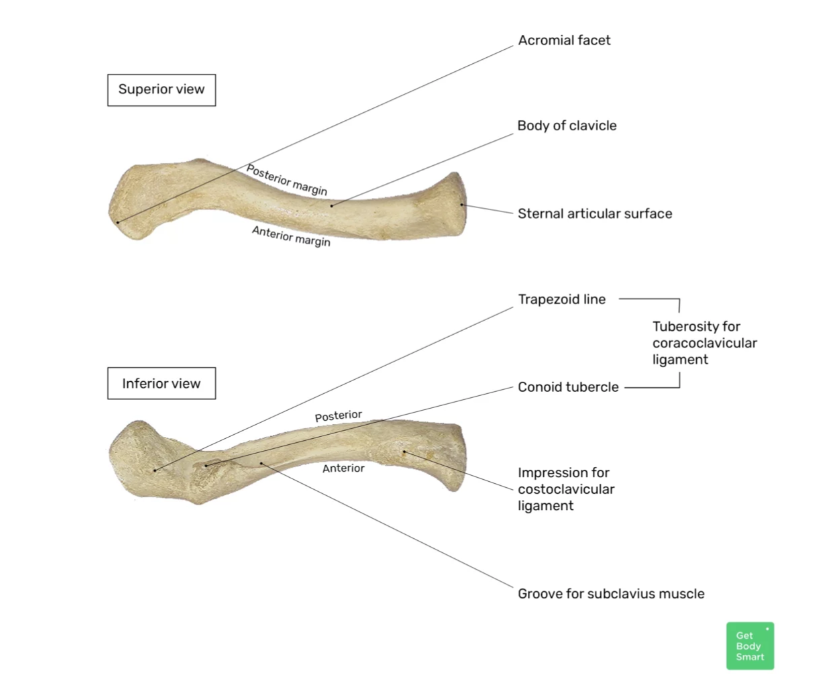 <p>Transmits forces from the upper extremity o Holds arm away from trunk o Provides attachment for muscles o Absorbs force from upper extremity</p>