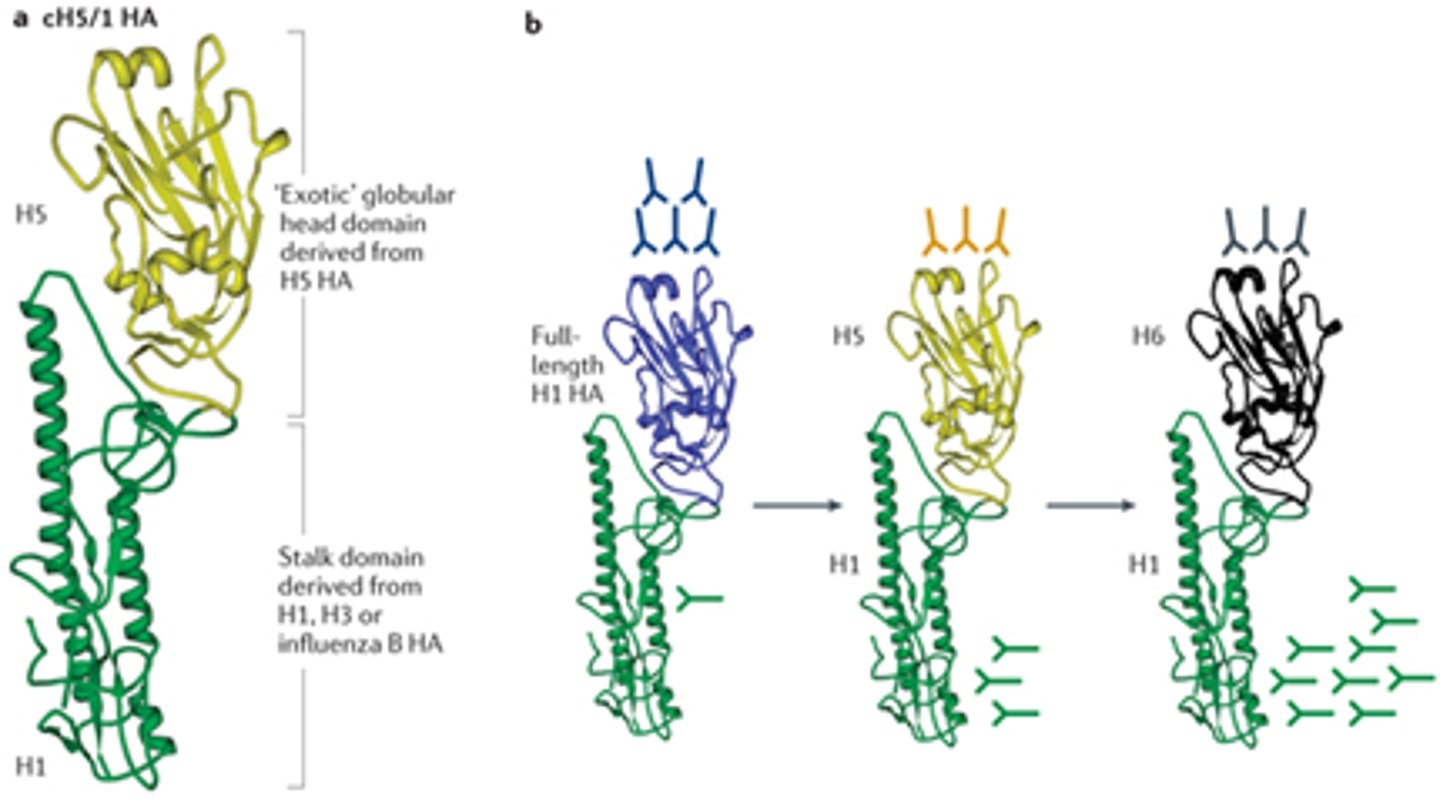 <p>Three or more antigenic sites</p>